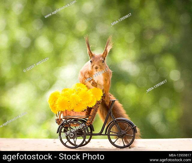 red squirrel with dandelion and a cycle