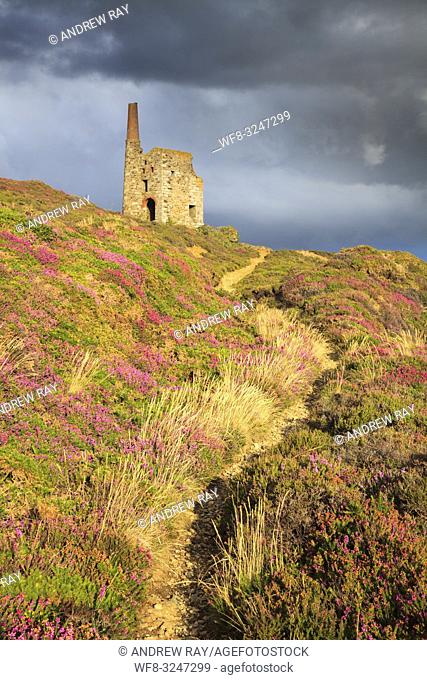 The footpath to Tywarnhayle Engine House near Porthtowan in Cornwall, captured on a stormy evening in late July, when the heather was in bloom