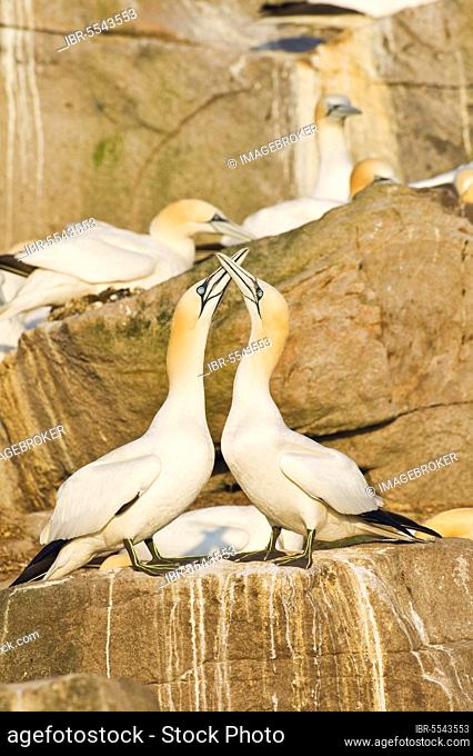 Northern Gannet adult pair, displaying in colony on cliff, Saltee Islands, Ireland, Europe