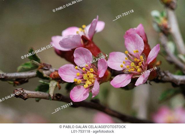 Postrate Cherry (Prunus prostrata)
