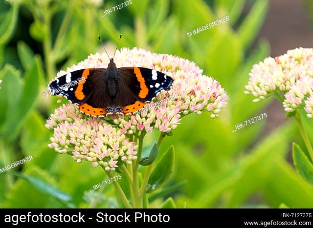 Red Admiral (Vanessa atalanta), butterfly sitting on flower of Stonecrop (Sedum), Hesse, Germany, Europe