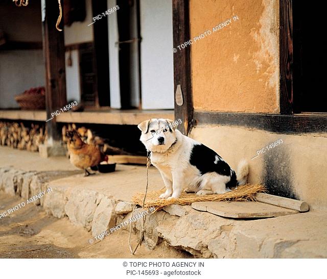 A Dog At A Cottage, Korea