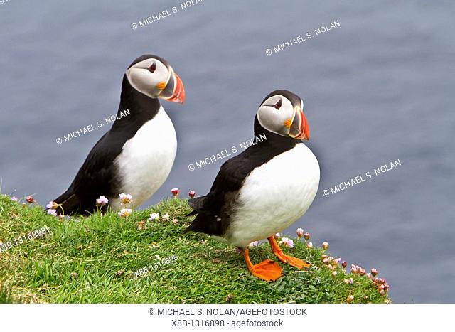 Adult puffin Fratercula arctica during breeding season on Sumburgh Head, Shetlands, Scotland  MORE INFO Puffins are any of three auk species or alcids in the...