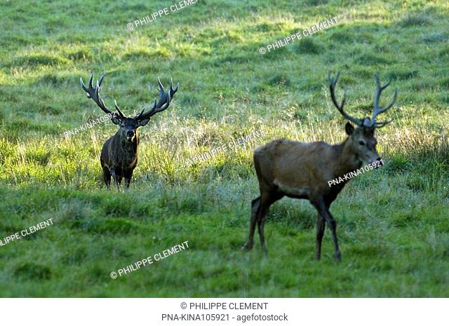 Red Deer Cervus elaphus - Jaegersborg Dyrehave, Klampenborg, Denmark, Scandinavia, Europe