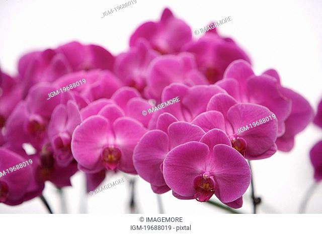 Close-up of moth orchid