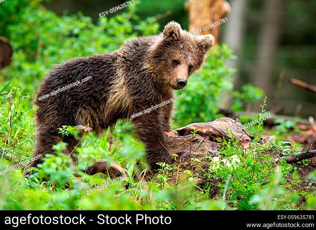 Little brown bear, ursus arctos, observing in forest in summer nature. Young predator standing in woodland. Wild mammal cub staring in green wilderness