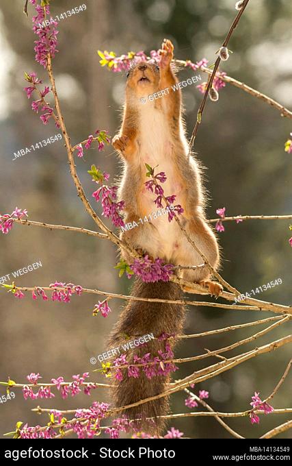close up of red squirrel on flowers branches with open mouth reaching up