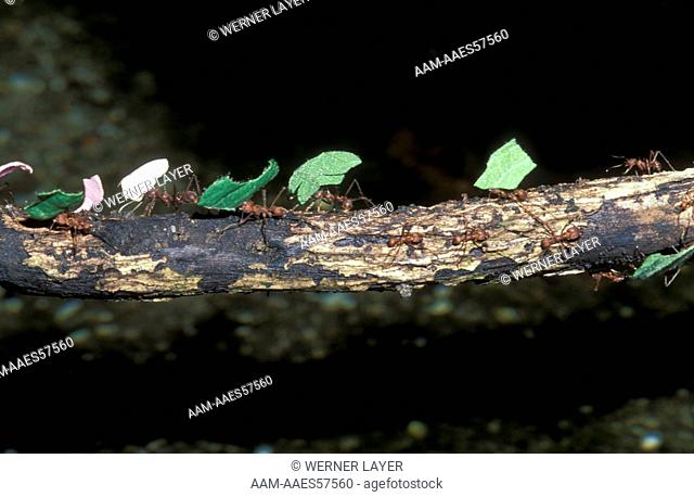 Leafcutter Ants carrying Leaves (Atta sexdens)