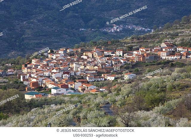 Spring landscape in the town Cabrero  Farms with cherry blossoms, Jerte Valley in the Sierra de Barco  Sierra de Gredos, in the province of Cáceres, Extremadura