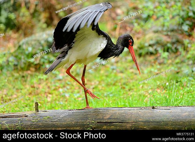 Black Stork in Bavarian Forest National Park, Germany