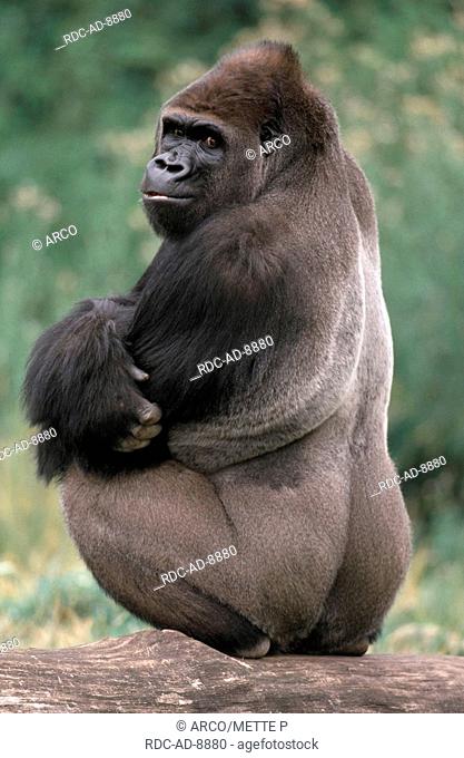Western Gorilla, silverback, Gorilla gorilla gorilla