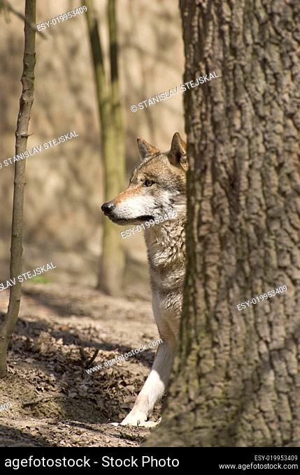 Gray Wolf - Canis lupus