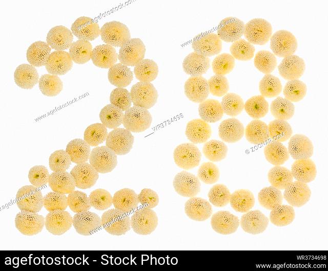 Arabic numeral 28, twenty eight, from cream flowers of chrysanthemum, isolated on white background