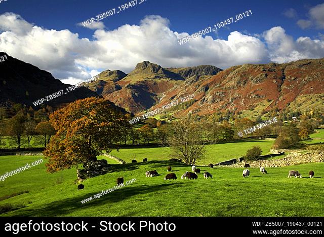 Grazing Sheep, Great Langdale, Lake District National Park, Cumbria, England