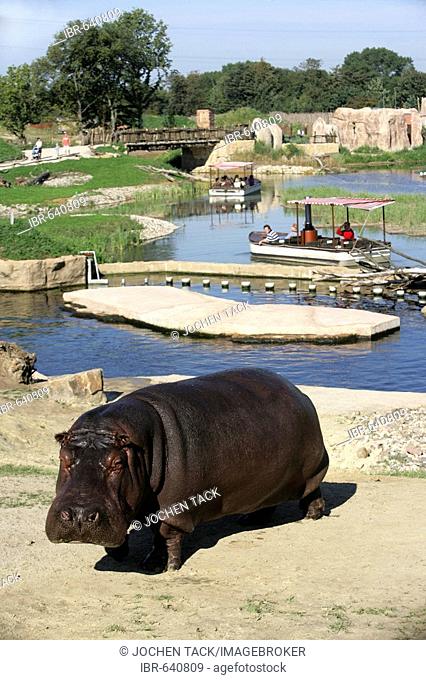 Hippopotamus (Hippopotamus amphibius), viewed by visitors on African Queen safari boats in the African habitat at ZOOM Erlebniswelt