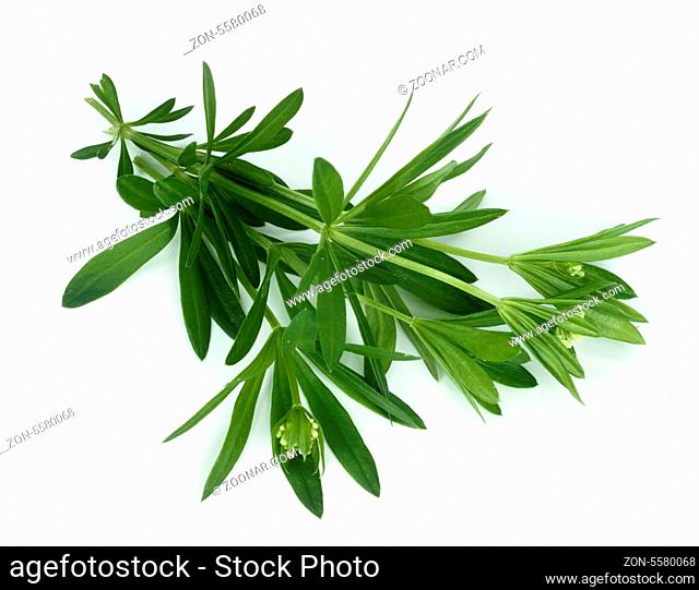 Waldmeister, Galium odoratum, Bodendecker, Waldpflanze, Heilpflanzen