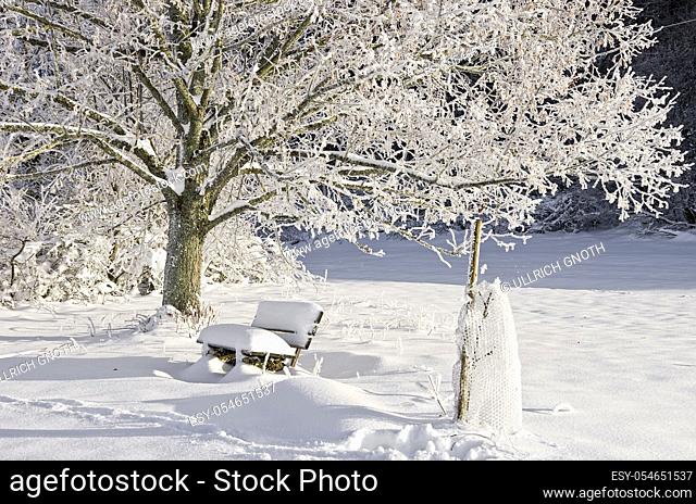 Snowbound wintery tree and bench