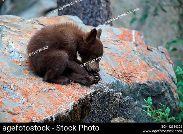 Young black bear Kanada
