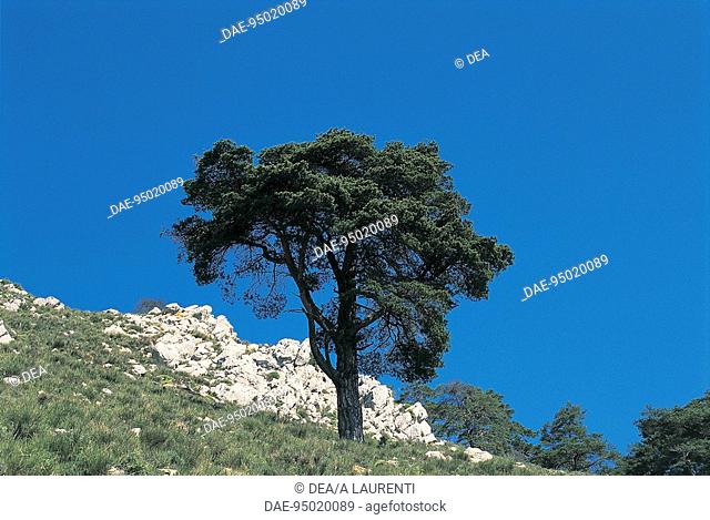 Botany - Trees - Pinaceae. Aleppo pine (Pinus halepensis)