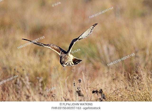 Short-eared Owl (Asio flammeus flammeus) adult, in flight, hunting over rough grassland, Fen Drayton RSPB Reserve, Cambridgeshire, England, January