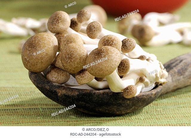 Brown Beech Mushroom Hypsizygus tessulatus Shimeji Buna-hon Shimeji Hon-Shimeji Tomo-motashi Brown Clamshell