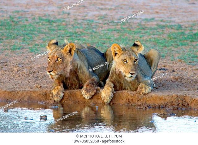 lion (Panthera leo), two animals at waterhole, South Africa