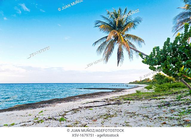 Beach with coconut. National Park and Biosphere Reserve Guanahacabibes. Pinar del Rio Cuba