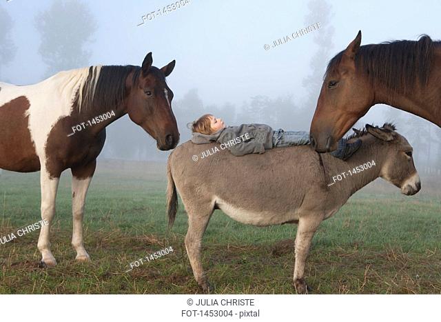 Side view of girl lying on donkey amidst horses on field