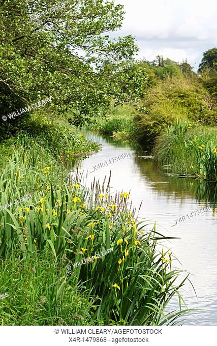 Yellow Irises growing on the banks of the Royal Canal supply canal, which is fed from Lough Owel, Co. Westmeath, Ireland