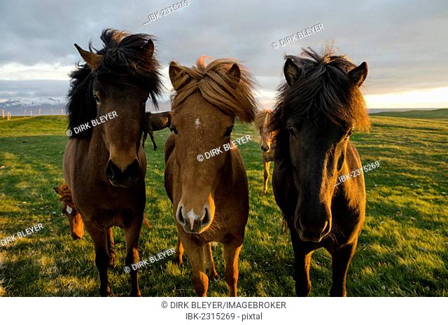 Icelandic horses, Husavik area, Norðurland eystra region, or north-east region, Iceland, Europe