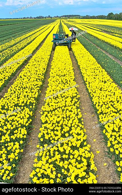 15 May 2023, Saxony-Anhalt, Schwaneberg: An employee of the company ""Spezialkulturen Degenhardt-Sellmann"" drives with an agricultural machine through long...
