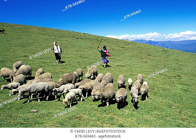 Young women herding their sheeps at the Andes mountain, the Sierra area. Ecuador