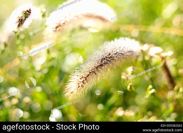 Morning dew on green grass at the natural morning sunlight. Abstract fresh, green grass background with blurred bokeh lights effect