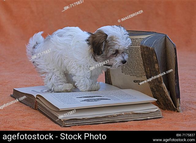 Bolonka Zwetna puppy with old books, Germany, Europe