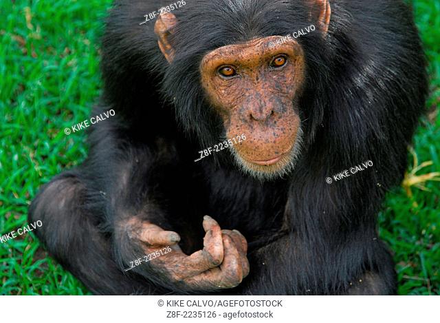 Rescue Chimpancees ( Pan troglodytes ) from Burundi and Uganda are brought to the Sweetwater Rehabilitacion Center in Northen Kenya