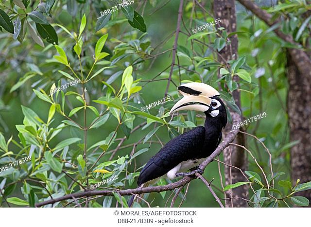 WREATHED HORNBILL