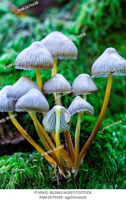 Beautiful bonnet mushroom (Mycena renati). Saja-Besaya Natural Park. Cabuerniga valley. Cantabria, Spain