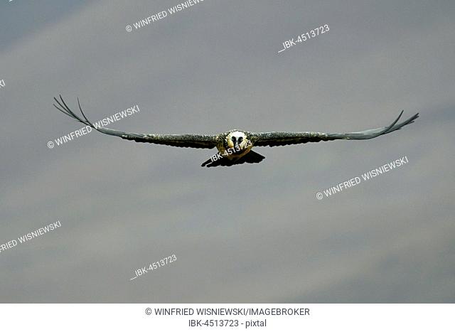 Young Bearded Vulture (Gypaetus barbatus) in flight, Giant's Castle National Park, KwaZulu-Natal, South Africa