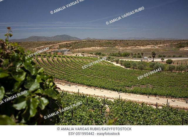 Vineyard valley bordered by mountains shows the curved roads formed by vine trees planted. Baja California, Mexico