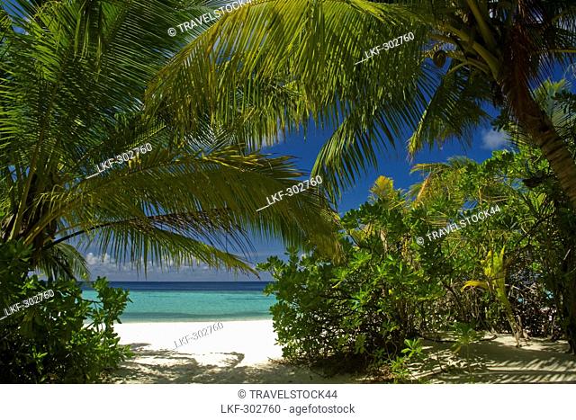 Palm trees at the beach of Biyadhoo Island, Indian Ocean, South Male Atoll, Maldives