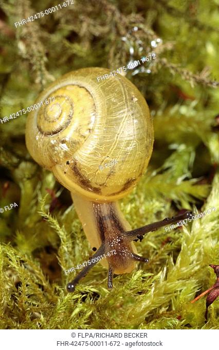 White-lipped Banded Snail Cepaea hortensis yellow form, adult, on moss, Powys, Wales