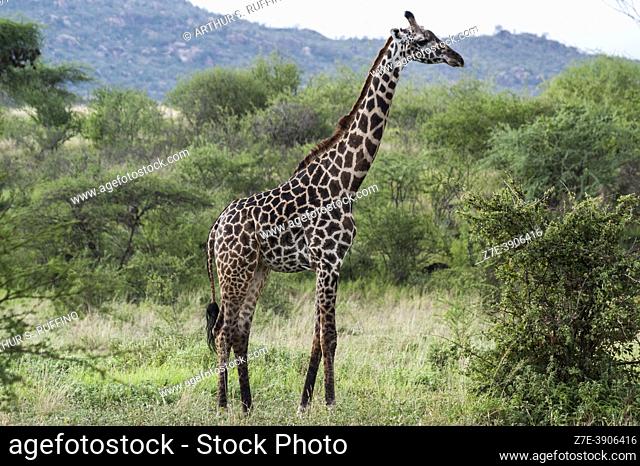Masai giraffe (Giraffa tippelskirchii), Tsavo National Park, Kenya, Africa