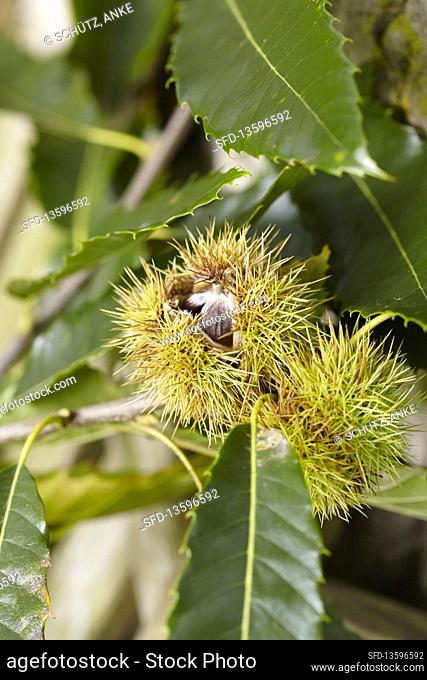 Sweet chestnut in their burrs on a tree