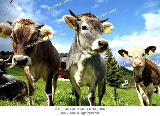 Swiss Cows, Switzerland