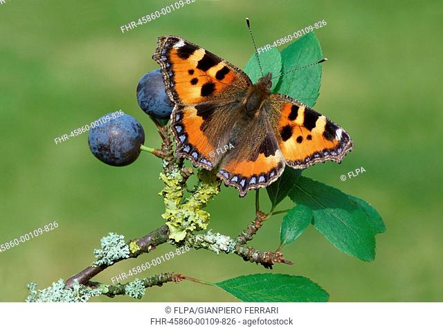 Small Tortoiseshell (Aglais urticae) adult, resting on Blackthorn (Prunus spinosa) leaves with ripe fruit, Leicestershire, England, September