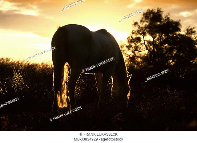 France, Camargue-Pferd, eat,  Tomorrow mood, back light,   Animal, mammal, Camargue, horse, wild horse, wild, free-living, white, mold, horse race, Equus