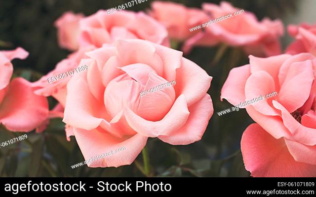 Horizontal close-up photo of beautiful light pink roses in full bloom. Shallow depth of field