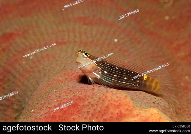 Pictus Blenny (Ecsenius pictus), Bohol Sea, Philippines, Spotted bobbing swimmer, Bohol Sea, Pinstriped combtooth Philippines, Asia