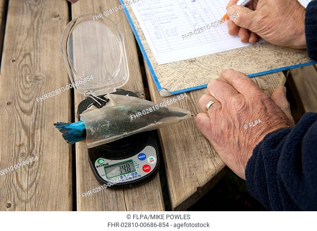 Common Kingfisher Alcedo atthis adult female, being weighed by bird ringer recording data, Norfolk, England, August