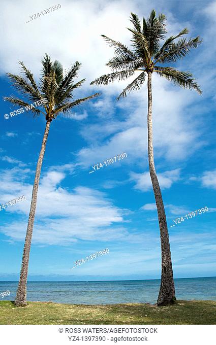 Two palm trees on Oahu, Hawaii, USA